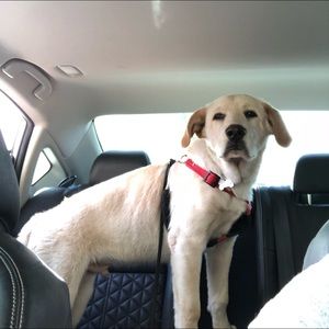 Meet your Posher, Antonio